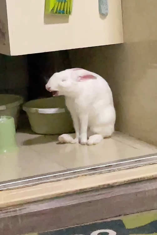 Rabbit core.#rabbit #bunny #cutebunny #funnyvideos #dog #