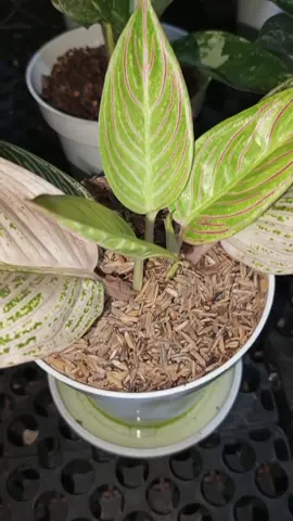 Semangat bertani 😍 #Aglaonema#aglonema#bertani#aglaonemalovers#aglaonemagoldenhope#aglaonemaindonesia#aglonemaviral#greghambali#fyp#viral#tranding#sorotan#tagar
