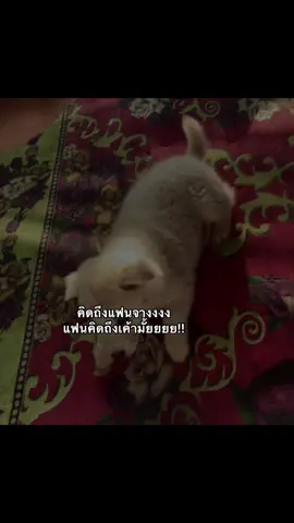 #คิดถึงเค้ามั้ย#เธรดคลั่งรัก ##ฟีดดดシ #แท็กแฟน 