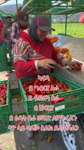 09 51 11 07 14 09 51 11 07 14 09 51 11 07 14 #ካናዳ #CANAD #ethio #ethiocanada #ethiopian_tik_tok🇪🇹🇪🇹🇪🇹🇪🇹 #canadaworkvisa #ethiocanada🇪🇹🇨🇦