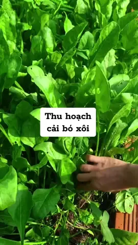 Cải bó xôi dễ trồng ít sâu lại nhiều dinh dưỡng, mn thử trồng nhé #fyp #fypage #raucuqua #hatgiongtot #seeds #vegetables #hatgionggnn #CapCut 