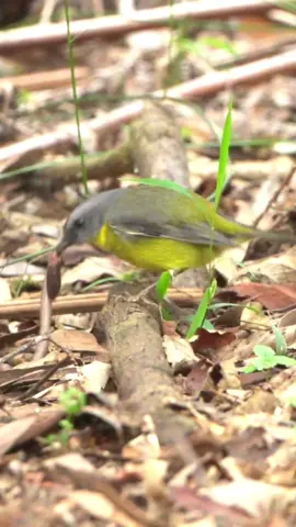 How Eastern yellow robins eat worms. #landback #nature #melbourne #birdsoftiktok 