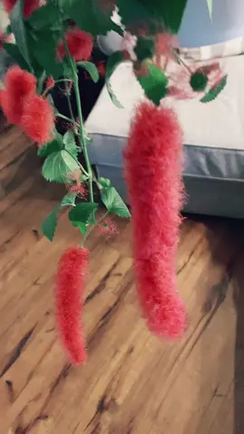 The Acalypha hispida, also known as the chenille plant or red hot cat's tail, which is a tropical shrub native to Southeast Asia. It is known for its long, fuzzy flower spikes that can grow up to 18 inches long. #chenilleplant #tropicalplants #plantsoftiktok #plantmom #plantlovers #plantsforlovespells #plants 