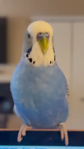 #budgie #parakeet #budgiesoftiktok #wavyparrot #budgielife #cutepets #PetsOfTikTok #foryoupage #birdlovers #talkingbudgie #birdschirping #budgiesofinstagram #birdkiss #animalvideos 