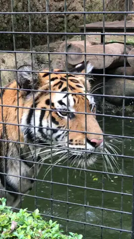 Harimau sedang berenang lucu banget #bandungzoo #kebunbinatangbandung #kebunbinatang #wisatabandung #bandunghits #explorebandung #harimau #zoo #explorebandung #kotabandung 