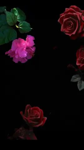 Indha deeraley👀🥹🥰❣️ #Foryou #Somalimusic #somaliamerican #somaliuk #somaligermany🇸🇴🇩🇪 #somalitiktok #somaliamericantiktok #somalisweden #somaliviralsong #viralvideo #fyp #fyp143 #ciyaalxamar #mogadishu #hargeyso #somalia 