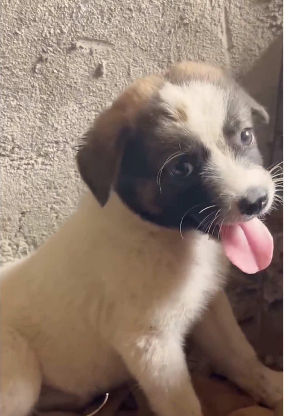#dog #animals #animalsrescue #cat #fyp 