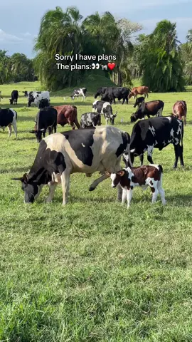 Therapy  #cows #farmlife #fyyyyyyyyyyyyyyyy #tiktokuganda🇺🇬🇺🇬🇺🇬 #views #creatorsearchinsight #videoviral 