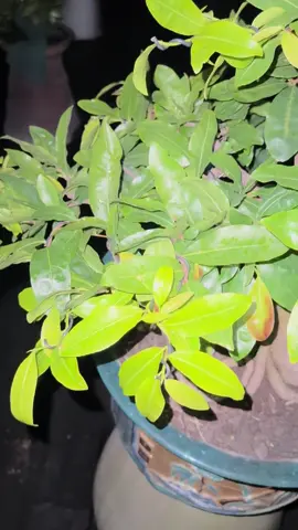 #maibonsai 