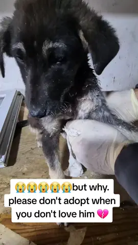 please friends am humbly and kindly requesting on your support towards my shelter 🙏am a man on a mission of saving all animals which are being killed and injured on the streets please me and you we can do this together please 🙏 #fy #fyp #fyppppppppppppppppppppppp #foryoufyp #fyp #fy #4youpage #4youpage #4youpage #4you #adoptables #foryoupage #usadogsoftiktok 