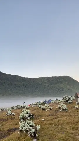 surken, 8 juni 2025 💗 #gununggede2958mdpl #alunalunsuryakencana #gedepangrango #gedeviaputri 