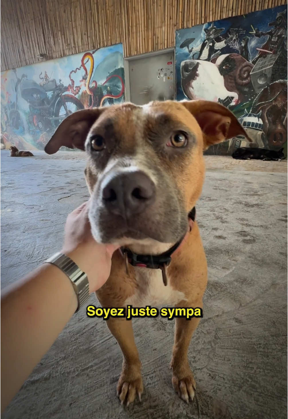 Un refuge qui s’occupe des chiens dans le besoin au Cambodge. Je suis parti au Kampot Dog Sanctuary rencontrer son fondateur Joe pour parler avec lui des chiens au Cambodge et plus globalement, en Asie du Sud-Est. #chien #chiens #voyage #cambodge #kampot