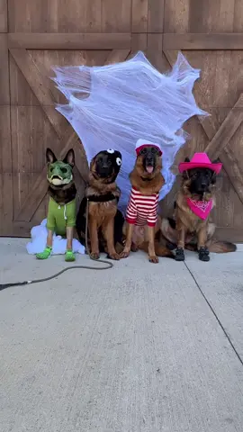 Who could possibly refer to this lovely bunch as beasts? They’re my children!🥰 Send this reel to friends that understand and maybe to some who don’t understand. 😁🤣 It will be a fun experiment! Also, your children play dress up too, right??? #dogmom #dogsofinstagram #dogfamily #mydogisfamily #dogchild #dogsincostumes #dogcostumes #cutedogs #petparent #dogparent