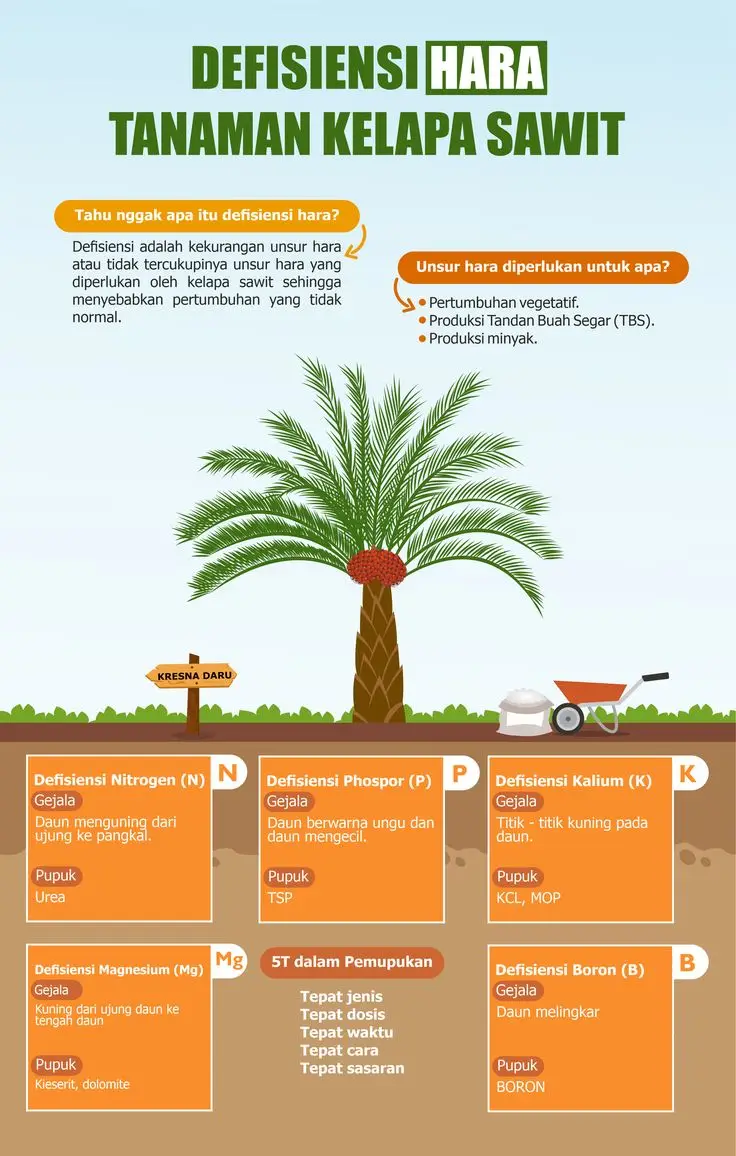 Tanaman kelapa sawit membutuhkan keseimbangan unsur hara agar tumbuh optimal.  Yuk, kenali gejala defisiensi hara dan cara pemupukannya: 💡 Nitrogen (N): Daun menguning dari ujung ke pangkal → Pupuk Urea.  💡 Phosphor (P): Daun berwarna ungu dan mengecil → Pupuk TSP.  💡 Kalium (K): Titik kuning pada daun → Pupuk KCL, MOP.  💡 Magnesium (Mg): Daun menguning dari ujung ke tengah → Pupuk Kiserit, Dolomite.  💡 Boron (B): Daun melingkar → Pupuk Boron. 5T dalam Pemupukan: Tepat jenis Tepat dosis Tepat waktu Tepat cara Tepat sasaran #DefisiensiHara #TanamanKelapaSawit #PupukBerkualitas #PetaniCerdas #PupukTepat #PertanianIndonesia #TBS #PertanianBerkelanjutan #TipsPertanian #HasilMaksimal 