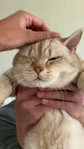 perks ❌ purrks ✅ #cats #dating #catlover #catowner #catsoftiktok #catlovers 