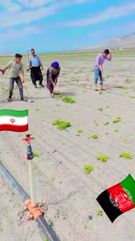 #🍅🇮🇷🥀🥀،🇦🇫😭😭😭😭🍅 