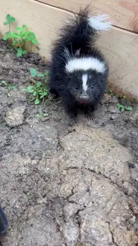 🦨 This skunk kit is furious 🦨 He’s significantly smaller than the rest of the group he came in with, which are all large enough to go outdoors. This tiny guy stood out in his small stature and big attitude! He’s now indoors being grumpy and upset until he’s more grown up.  Skunks give plenty of warning before spraying. Here you can see the iconic stomps and his best attempt at puffing up. If he wanted to spray, up next he would point his butt at me while lunging back and forth. This body language often confuses dogs, who mistake it as playing. How to support this angry boy and everyone else in care: ❤️ Venmo: @ThePipsqueakery (please make sure you confirm it is our account, last 4 digits of the phone number are 2235)  ❤️ Credit card on our Website: thepipsqueakery.org ❤️ Zelle: 574-993-2235 ❤️ Cashapp: $ThePipsqueakery ❤️ Amazon Registry for Baby Season: https://www.amazon.com/baby-reg/babies-atthepipsqueakery-march-2025-bloomington/GD4VSX1O6Y3J ❤️ Paypal GivingFund: http://paypal.com/us/fundraiser/charity/1464955 ❤️ Patreon: patreon.com/thepipsqueakery  ❤️ Amazon Wishlist (if you have trouble with addresses or you want to send something not on the wishlist you can just send to 8491 S Rockport rd Bloomington, IN 47403) : http://a.co/fEKocKc  ❤️ Chewy Wishlist: https://www.chewy.com/g/the-pipsqueakery-inc_b69832307 ❤️ Mail a check: 8491 S Rockport Rd Bloomington, IN 47403 [ Katie ]