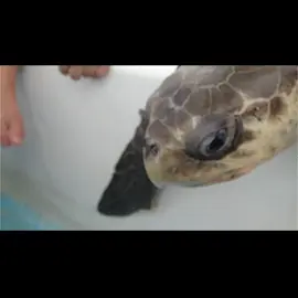 Pt. 1 Straw stuck in Turtle's Nose #Crime #Sealife #foryourpage #Straw #endangered #endangeredspecies #savetheturtles
