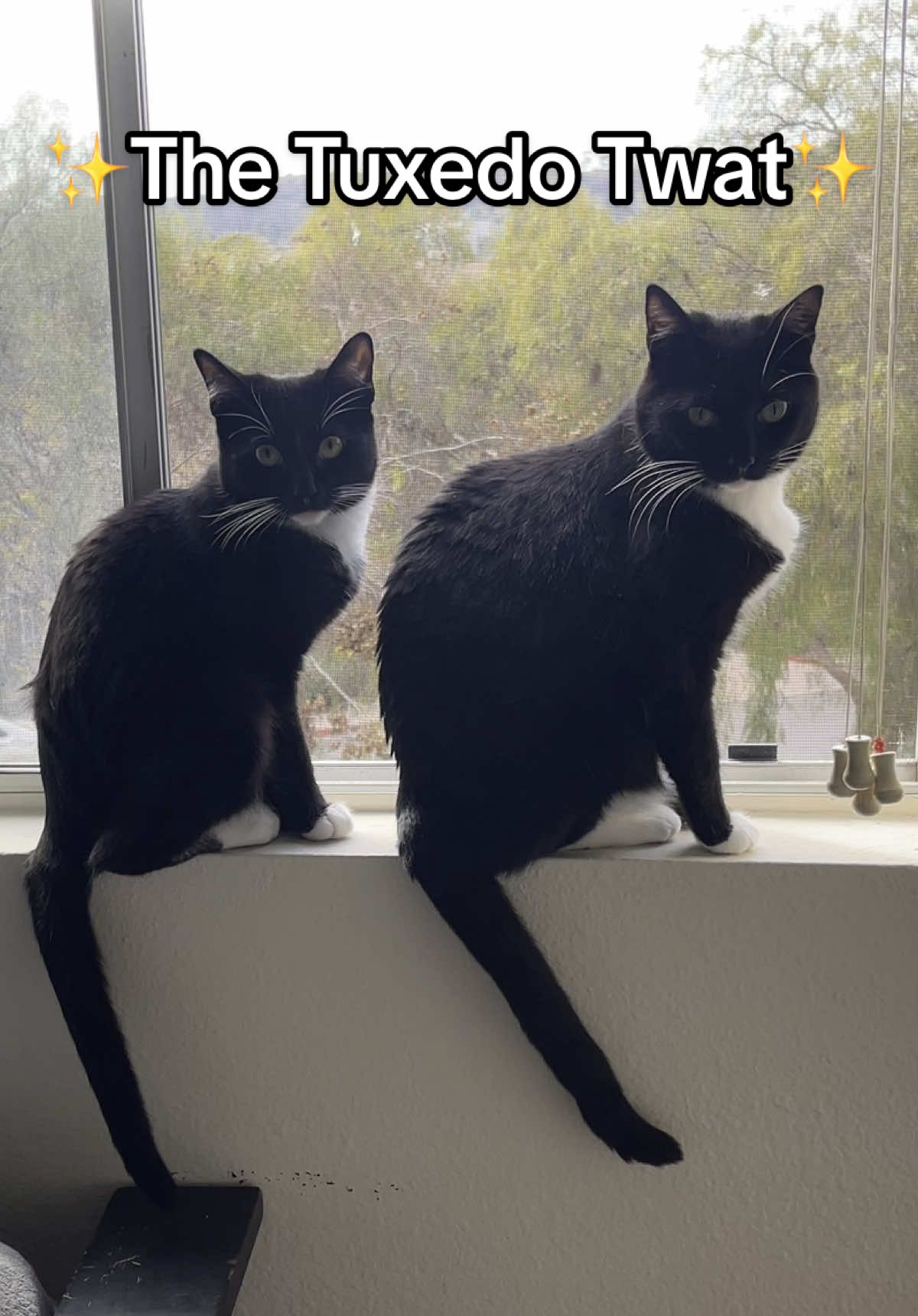 Worst cat breed ever!!! Jk I love my little tuxedo twats 😜🥰 #catsoftiktok #tuxedocat #sillylittlecat #sakeandsushi #funnycat 