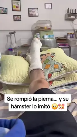 Joven se rompe la pierna... y su hámster lo imita. ¿Casualidad o la amistad más fiel del mundo animal? 🐹🦴 . . #HistoriaReal #MomentosIncreíbles #TikTokViral #ParaTi #FYP   #AnimalesTiernos #Hamster #Curiosidades #EmpatíaAnimal #IncreíblePeroCierto   #VideoDelDía #Mascotas #ViralTikTok