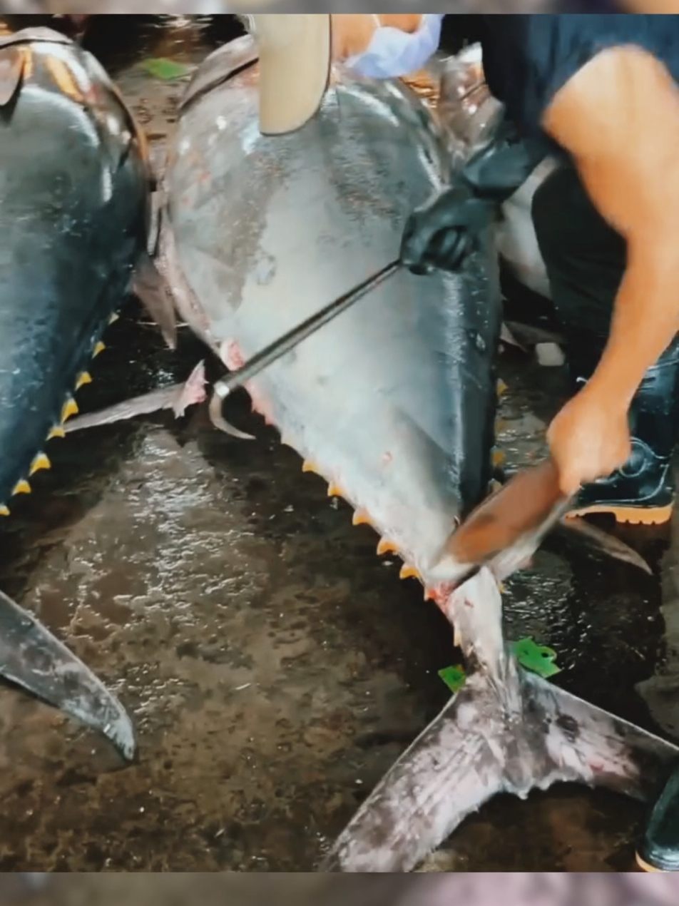 Watch how to cut tuna professionally by a Japanese expert 