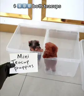Mini teacup poodle & Yorkie . #miniteacuppuppies #poodle #yorkie Follow>> @Mini teacup puppies Backup 