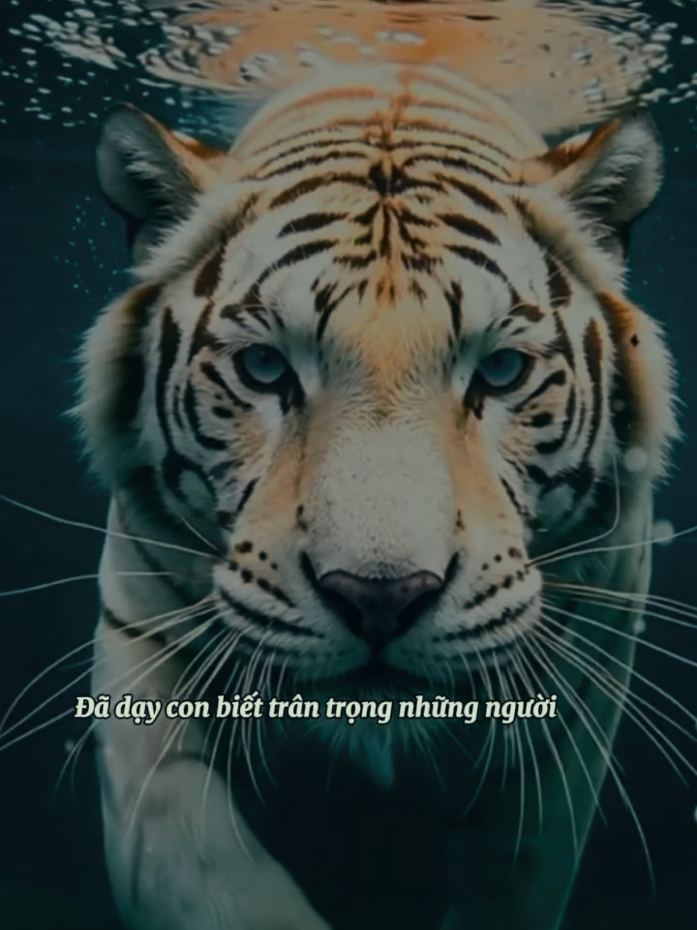 Cảm ơn sự bạc bẽo của lòng người... #quockhuyenviet #tiger #hổ #tuoidan #nguoituoidan 