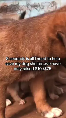 Please just 8 seconds of your time can go along way🥹🙏 #dog #dogs #dogsoftiktok #fyp #foryoupage #animal #animalsoftiktok #videoviral #doggo #vegan #dogshelter #cutedog #cutedogsoftiktok 