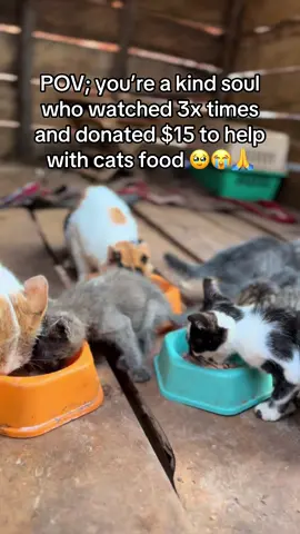 Donation link in bio 😭🥹🙏#catsoftiktok #catlovers #usa_tiktok #unitedkingdom🇬🇧 #PetsOfTikTok #cat 
