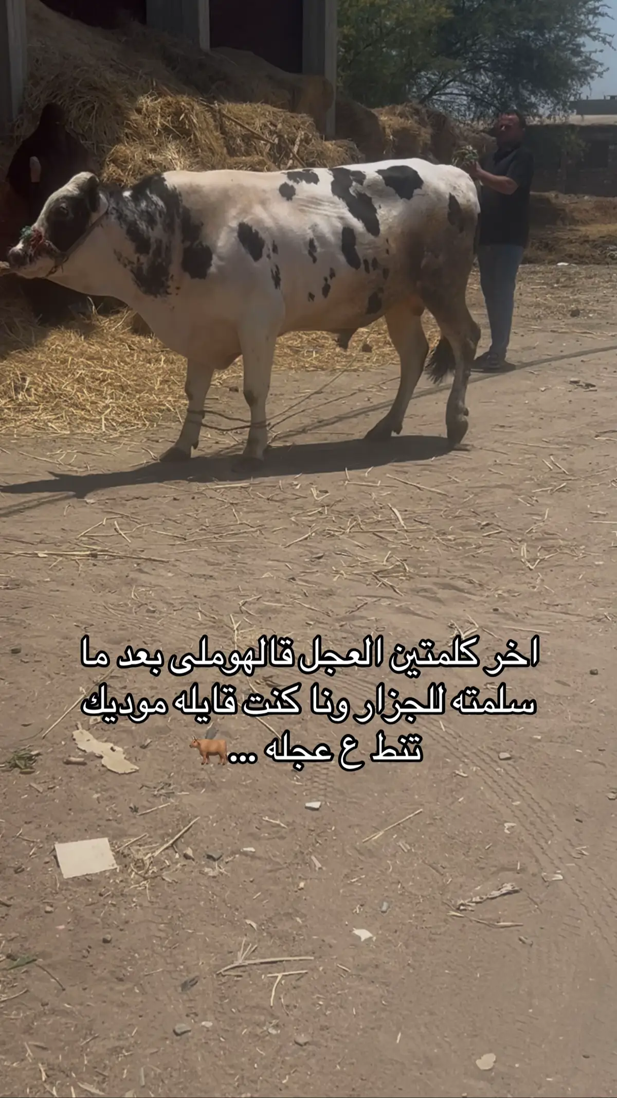 #النوباريه_البحيره🍓👑 #الشعب_الصيني_ماله_حل😂😂 #اكسبلور #عربيات_مصر_بقت_عالميه #طرق_مصر_بقت_عالمية🇪🇬 #مالي_خلق_احط_هاشتاقات #fyppppppppppppppppppppppp 