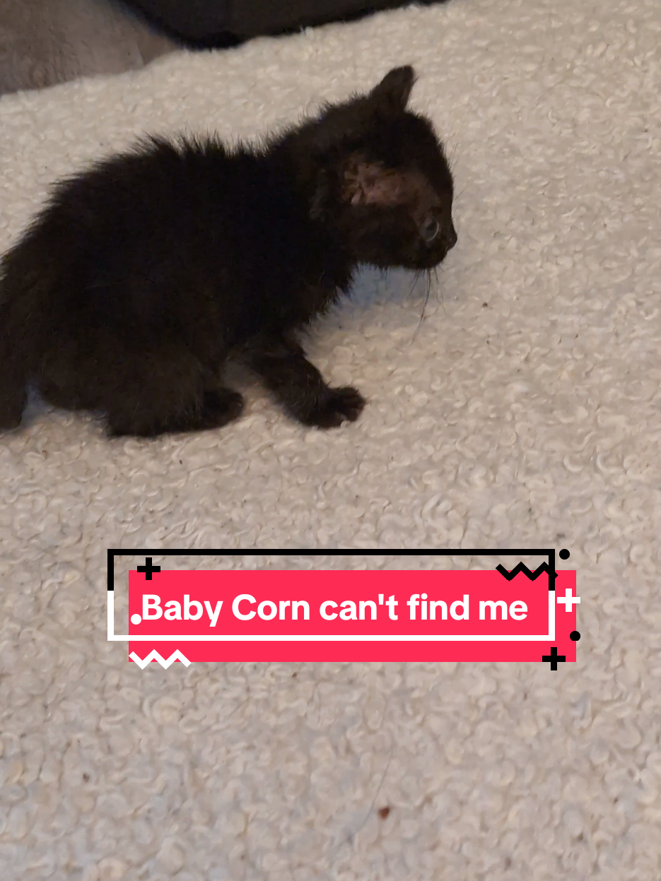 Replying to @amberlaraeallen2 Not everyone can be an ambiturner. #babycorncat #kitten #wobblycat #screm 