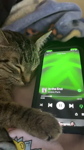 In the end… #linkinpark #intheendlinkinpark #chesterbennington #emilyarmstrong #mikeshinoda #robbourdon #joehahn #tabbycat #sleepycat #fypシ 