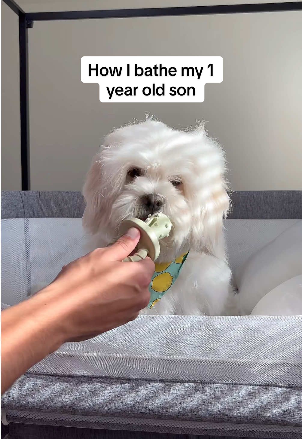 Raising a furry toddler has its challenges… bath time being #1 😅  Be honest… how often do you actually bathe your dog? #puppy #maltipoo #bestdog #cutedog #dogdad #dogmom #cutedogs