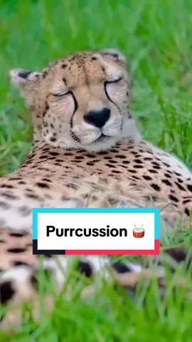 Sound on for some purrcussion 🥁 #asmr #cheetah #softpurrs #volumeup #catsoftiktok #sdzsafaripark