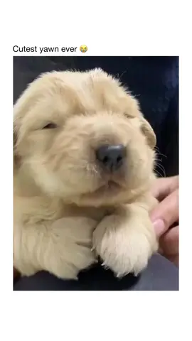 🥹❤️ #dogs 