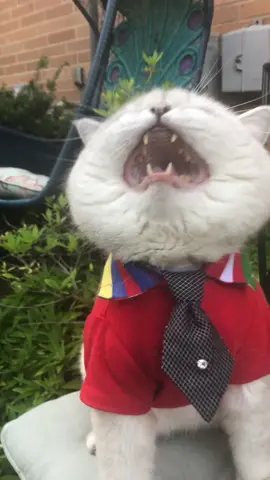 Non stop meows to attract your cat!  Does Apollo’s sound works for yours?  . . #meow #cutecat #meows #sound #tiktokaound #cat #kitty #viralvideo #viralcat #catmeme 
