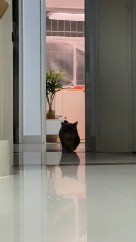 Maybe l am not hungry just miss you too much, my honey! #pet #catsoftiktok #funny #cute #PetsOfTikTok #cat #dogsoftiktok #lovely 