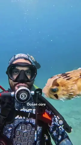 Ocean core🌊🌊 #c#catc#catsc#cutecatc#catloverc#catsoftiktokf#fypf#foryouf#foryoupagef#funnyf#fypシf#funnycatf#funnyvideosf#funnytiktokf#funnyanimalskitty
