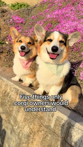 Am I right? 😀 #corgisoftiktok #corgi 