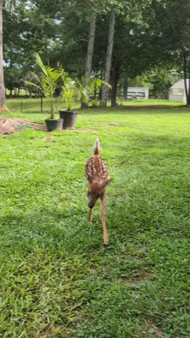 When the after bottle wiggles hit 💕🦌 #rescue #triplet #fawn #deer #farmslife #fypシ #viralvideo #blowup #peace #wildlife #babydeer #georgia 