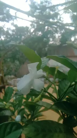 #froyou #প্রাকৃতিক দৃশ্য 🥰  #froyoupage♥️ #fppppppppppppppppppp #toktikviral #videoviral #toktikvideo @For You @For You Facts @TikTok 
