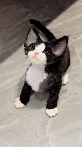 Oh my god #🥰🥰🥰 #cat #kittensoftiktok #kitten #devon 