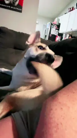 While we are trying to watch @twistersmovie Brody decided to attack his tail because he gets angry with it sometimes🤣🤣🤣 love this damn dog! #movienight #dogs #dogsoftiktok #animals #puppy #rescue #rescuedog #adoptdontshop #husky #germanshepherd #huskygermansheperdmix #pups #funny #fyp #foryoupage 