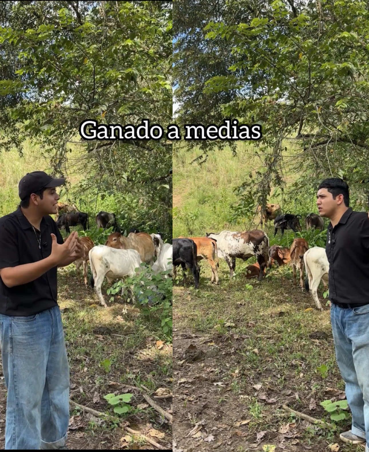 Ganado a medias #manabi_ecuador🇪🇨 