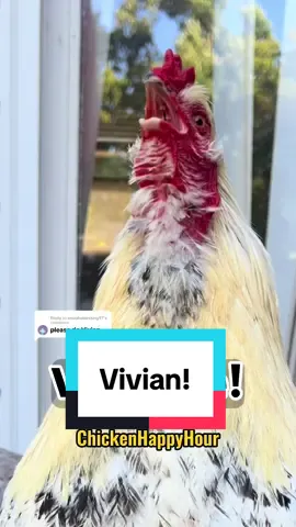 Replying to @onuohablessing97 Frankie summons #vivian #viviane #viv #vivi #vivien #vivienne #vi #rooster #memestiktok #funnyanimals #chickens #chickenhappyhour  