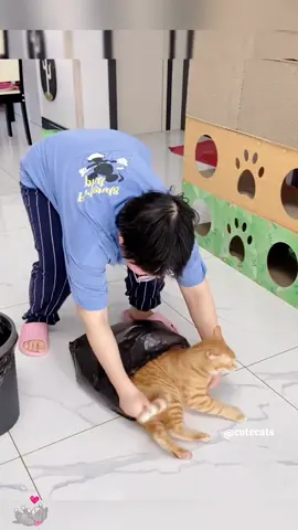 Cats are best helpers #funnyvideos #Funny #fyp #foryoupage #catsoftiktok #cats #funnyvideo #catlover 