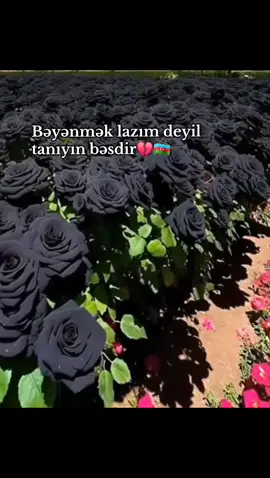 #CapCut Cənnət sakinləri 🥀🇦🇿 