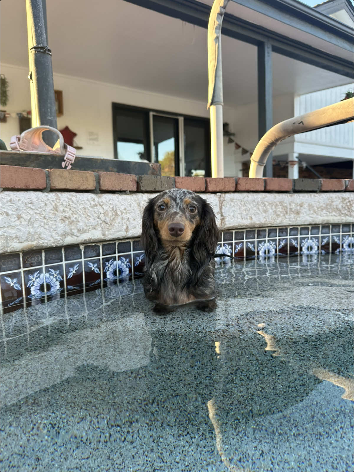 Found her favorite toy! @Sniffspot #dachshund #dachshundsoftiktok #fyp 