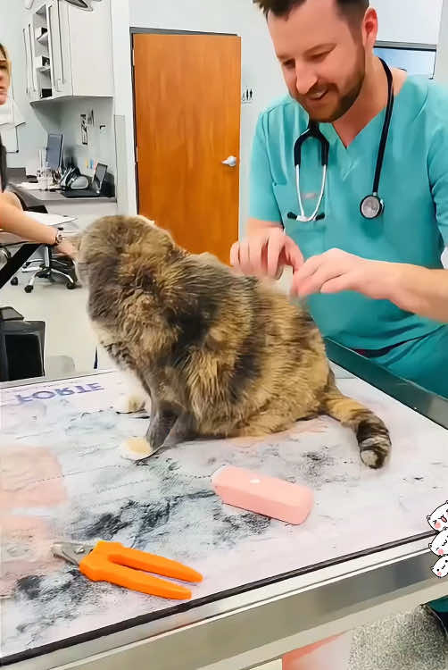 The cat’s at the doctor’s 🤣🤣#Funny #cute #funnyvideos #haha #usa #funnytiktok #funnyanimals #fypシ #catsoftiktok #lovecats #cats #funny 