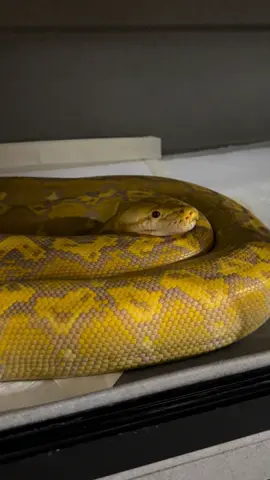 Dis banana's for you! #bananasong #banana #snake #retic #reticulatedpython 